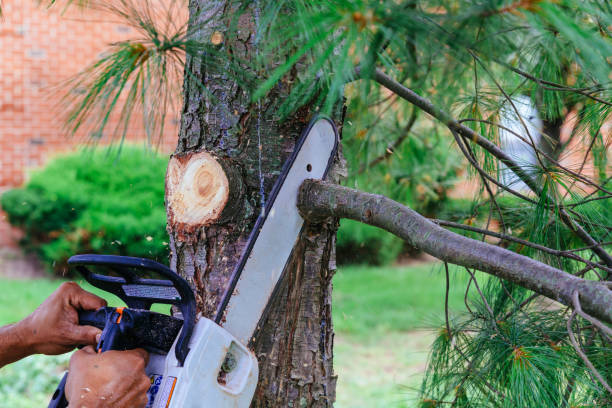 How Our Tree Care Process Works  in  Renville, MN